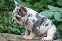 Finn 🐾, a male French Bulldog for sale in Fresno, OH – 4 of 9
