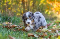 Bogey, a male Miniature Bernedoodle for sale in Fresno, OH – 5 of 9