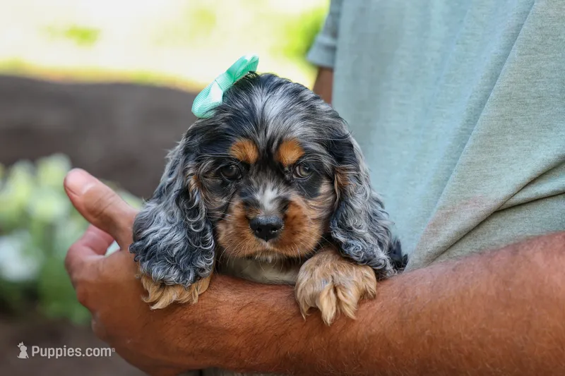 Letti 🐶💗 – Cocker Spaniel puppy for sale in Fresno, OH