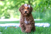 Willow, a female Miniature Goldendoodle for sale in Fresno, OH – 3 of 5