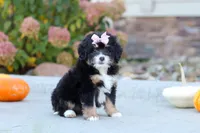 Autumn, a female Miniature Bernedoodle for sale in Fresno, OH – 5 of 6