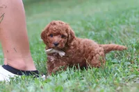 Jordan, a male Cavapoo for sale in Fresno, OH – 5 of 8