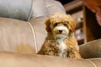Enzo 🐶, a male Havapoo for sale in Fresno, OH – 3 of 9