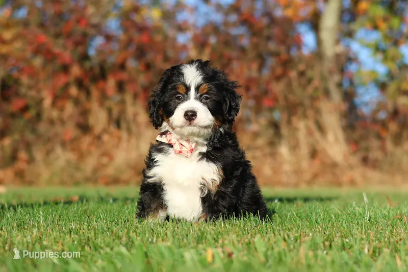 Colt – Miniature Bernedoodle puppy for sale in Fresno, OH