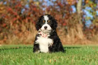 Colt, a male Miniature Bernedoodle for sale in Fresno, OH – 1 of 5