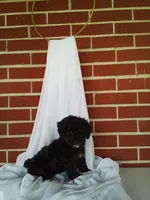 🐾 Meet Jackson – Beautiful F1B Yorkiepoo Puppy! 🐾, a male Yorkipoo for sale in Fresno, OH – 4 of 5
