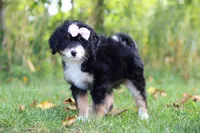 Asia, a female Miniature Bernedoodle for sale in Fresno, OH – 2 of 6