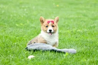 Legend, a male Pembroke Welsh Corgi for sale in Fresno, OH – 9 of 10