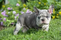 🐾 Magnes, a male French Bulldog for sale in Fresno, OH – 6 of 10
