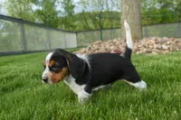 Charlie 🐶✨, a male Beagle for sale in Fresno, OH – 10 of 10