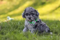 Mason, a male Poodle - Miniature  for sale in Fresno, OH – 7 of 10