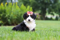 Ginnifer, a female Miniature Bernedoodle for sale in Fresno, OH – 4 of 6