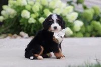 Cupcake, a female Miniature Bernedoodle for sale in Fresno, OH – 3 of 6