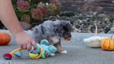 Spice, a female Miniature Bernedoodle for sale in Fresno, OH – 6 of 6