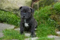 Melody 🎀, a female Staffordshire Bull Terrier for sale in Fresno, OH – 8 of 10