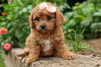 Veronica💖, a male Poodle - Miniature  for sale in Fresno, OH – 2 of 10