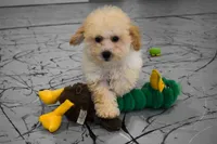 Franklin 🐶, a male Maltipoo for sale in Fresno, OH – 4 of 10