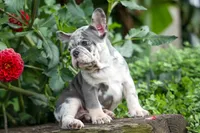 🐾 Magnes, a male French Bulldog for sale in Fresno, OH – 8 of 10
