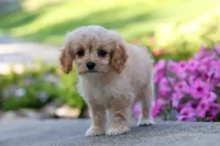 Sky, a female Cavapoo for sale in Fresno, OH – 2 of 8