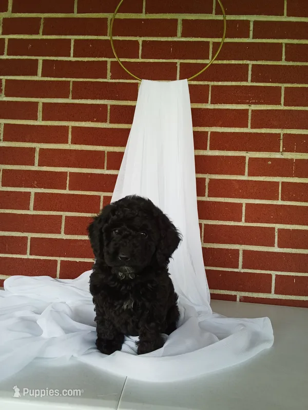 🐾 Meet Tulip – Beautiful F1B Yorkiepoo Puppy! 🐾 – Yorkipoo puppy for sale in Fresno, OH