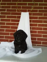 🐾 Meet Tulip – Beautiful F1B Yorkiepoo Puppy! 🐾, a female Yorkipoo for sale in Fresno, OH – 1 of 5