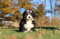 Hazel, a female Miniature Bernedoodle for sale in Fresno, OH – 3 of 6
