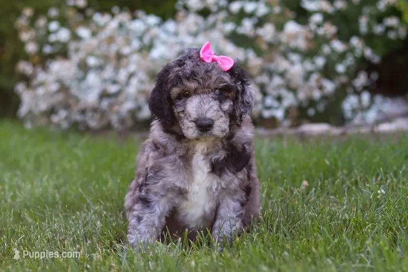 Ally – Newfypoo puppy for sale in Fresno, OH