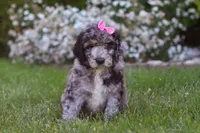 Ally, a female Newfypoo for sale in Fresno, OH – 1 of 6