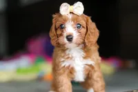 Dolly, a female Cavapoo for sale in Fresno, OH – 6 of 10