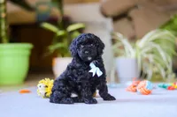 Blake, a male Poodle - Miniature  for sale in Fresno, OH – 1 of 9