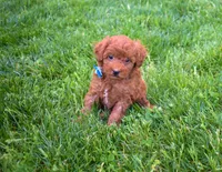 Dakota 💕🐶, a male Poodle - Miniature  for sale in Fresno, OH – 10 of 10