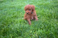 Dakota 💕🐶, a male Poodle - Miniature  for sale in Fresno, OH – 7 of 10