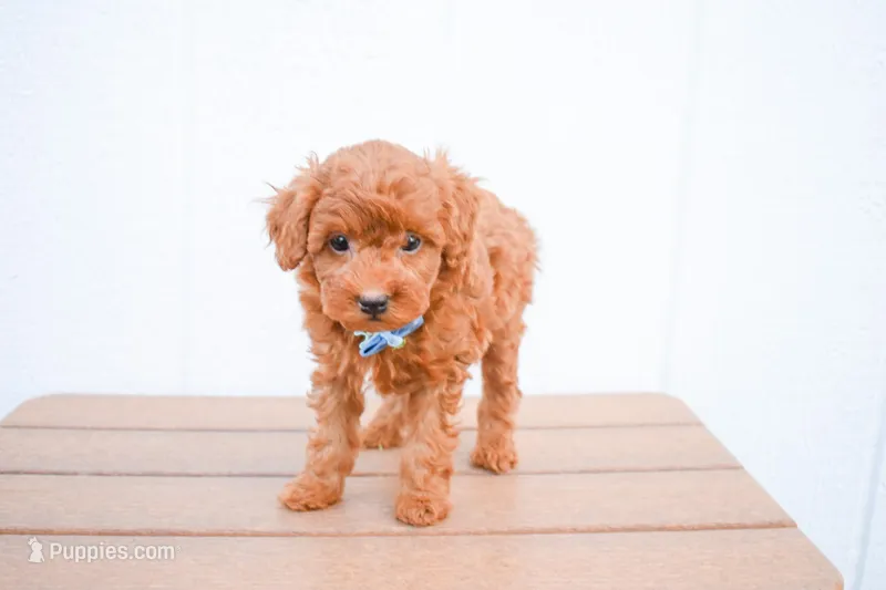 Dakota 💕🐶 – Poodle - Miniature  puppy for sale in Fresno, OH