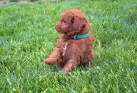 Dakota 💕🐶, a male Poodle - Miniature  for sale in Fresno, OH – 2 of 10