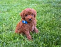 Dakota 💕🐶, a male Poodle - Miniature  for sale in Fresno, OH – 9 of 10