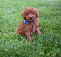 Dakota 💕🐶, a male Poodle - Miniature  for sale in Fresno, OH – 8 of 10