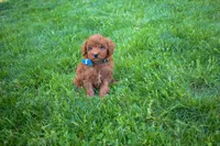 Dakota 💕🐶, a male Poodle - Miniature  for sale in Fresno, OH – 6 of 10