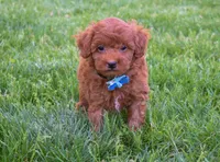 Dakota 💕🐶, a male Poodle - Miniature  for sale in Fresno, OH – 3 of 10