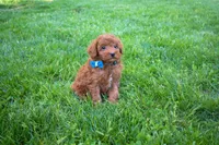 Dakota 💕🐶, a male Poodle - Miniature  for sale in Fresno, OH – 5 of 10
