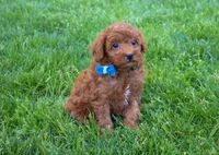 Dakota 💕🐶, a male Poodle - Miniature  for sale in Fresno, OH – 4 of 10