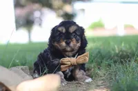 Logan, a male Cavapoo for sale in Fresno, OH – 9 of 10