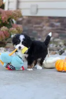 Smoke, a male Miniature Bernedoodle for sale in Fresno, OH – 2 of 8