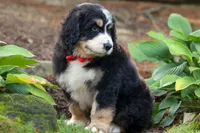 Dylan 🐾, a male Bernedoodle for sale in Fresno, OH – 6 of 10