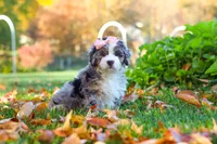 Latte, a female Miniature Bernedoodle for sale in Fresno, OH – 5 of 5