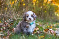 Shadow, a male Miniature Bernedoodle for sale in Fresno, OH – 2 of 7