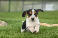 Copper 🐶, a male Beagle for sale in Fresno, OH – 2 of 10
