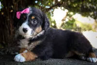 Layla🎀 , a female Miniature Aussiedoodle for sale in Fresno, OH – 4 of 10