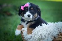 Layla🎀 , a female Miniature Aussiedoodle for sale in Fresno, OH – 8 of 10