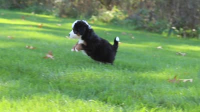 Hailey, a female Miniature Bernedoodle for sale in Fresno, OH – 6 of 6