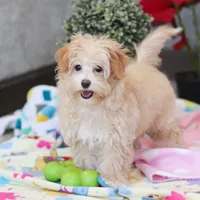 Clover, a female Havapoo for sale in Fresno, OH – Photo 1 of 10